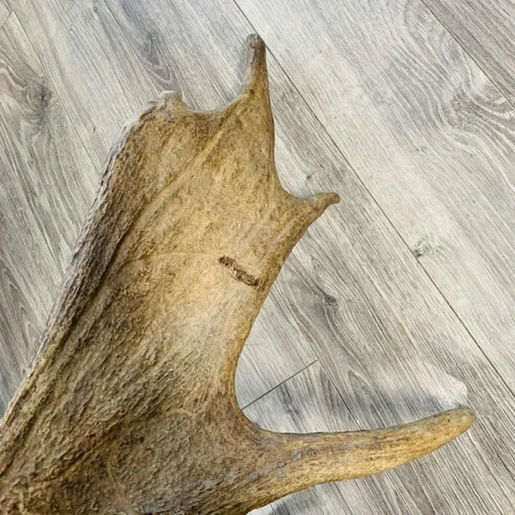 Naturally Shed Wild Moose Antler (Horn, Knife, Carving, Chew, Taxidermy) Full - Picture 12 of 16
